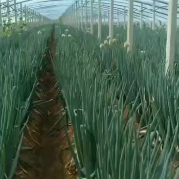 安丘大葱