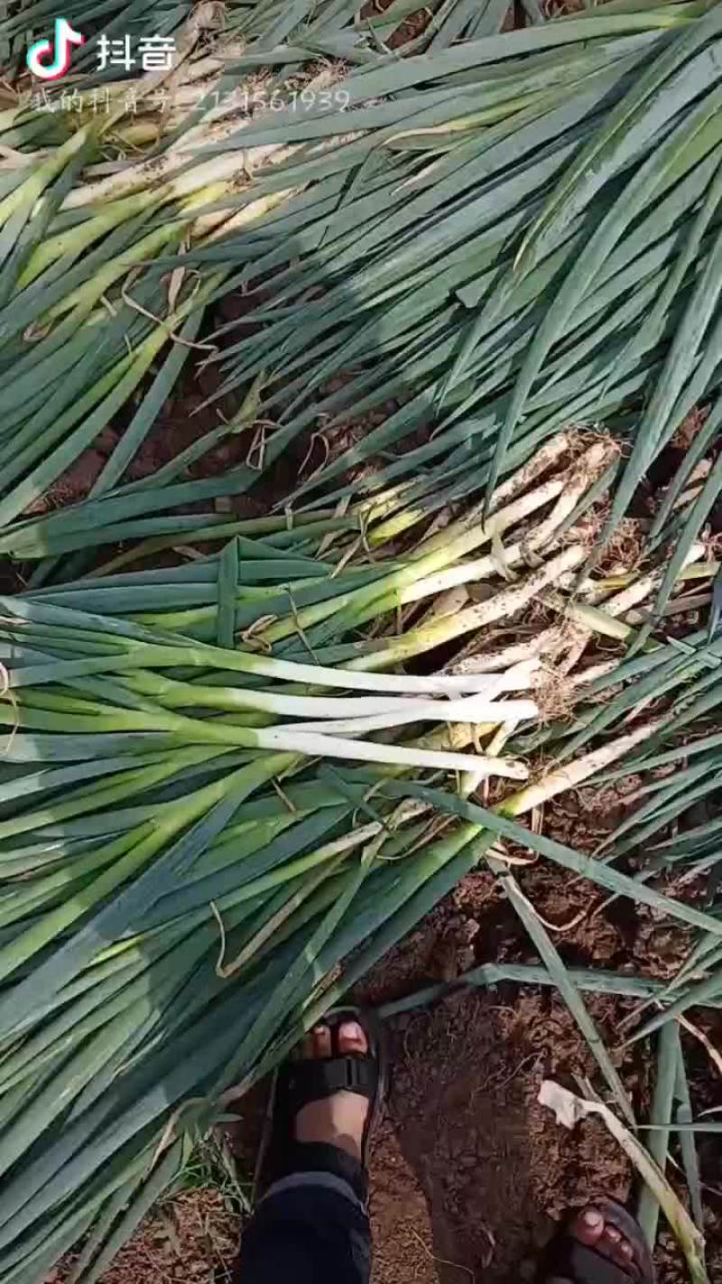 安丘大葱