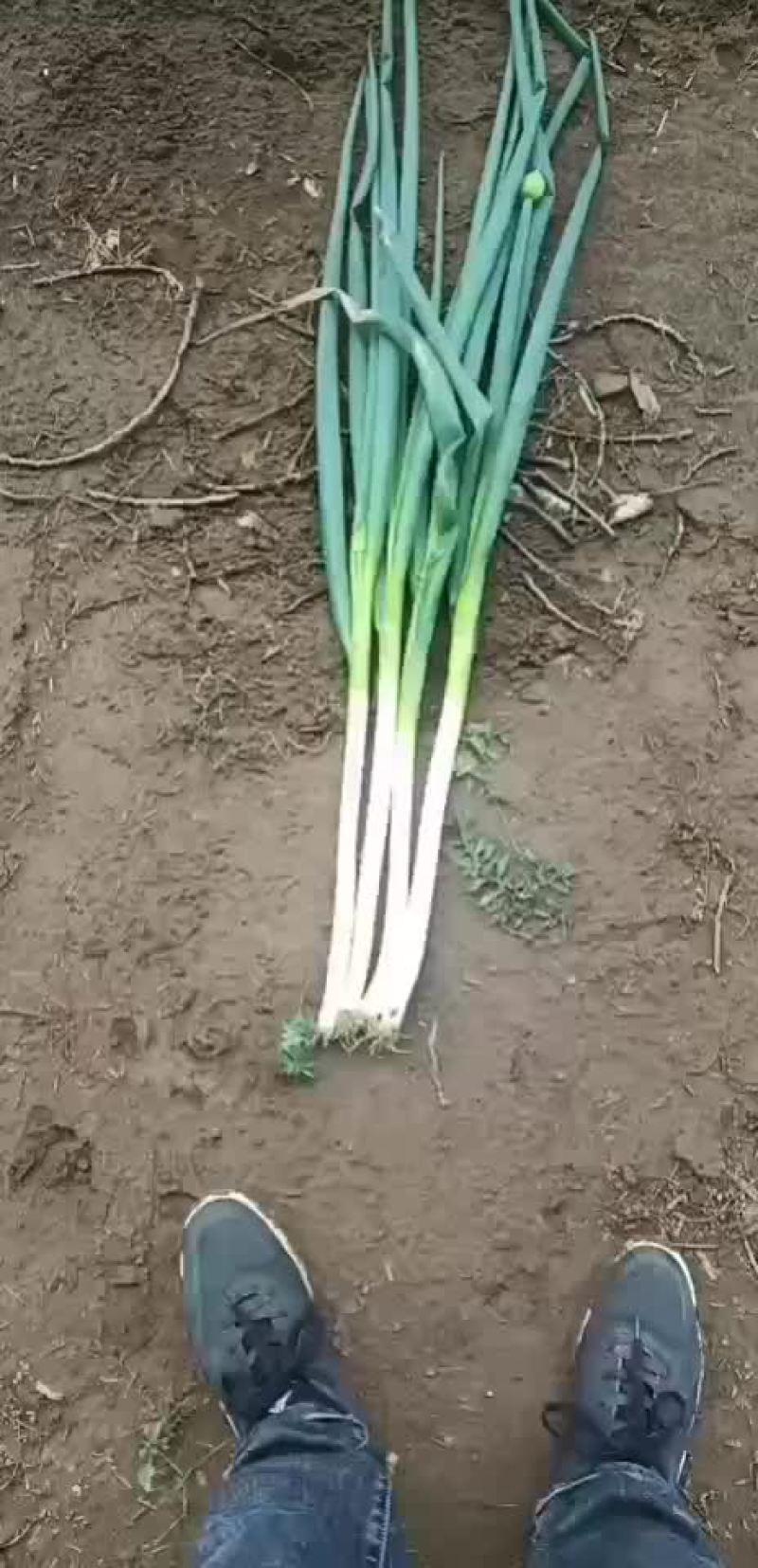 安丘大葱