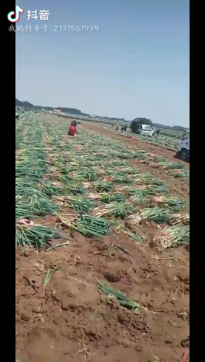 安丘大葱