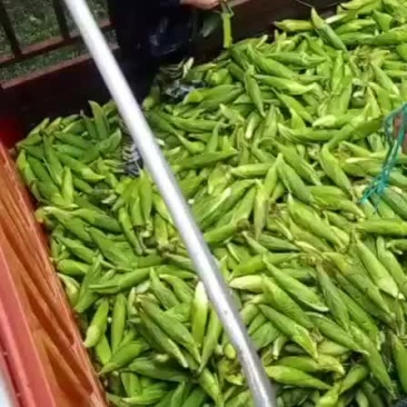 玉米