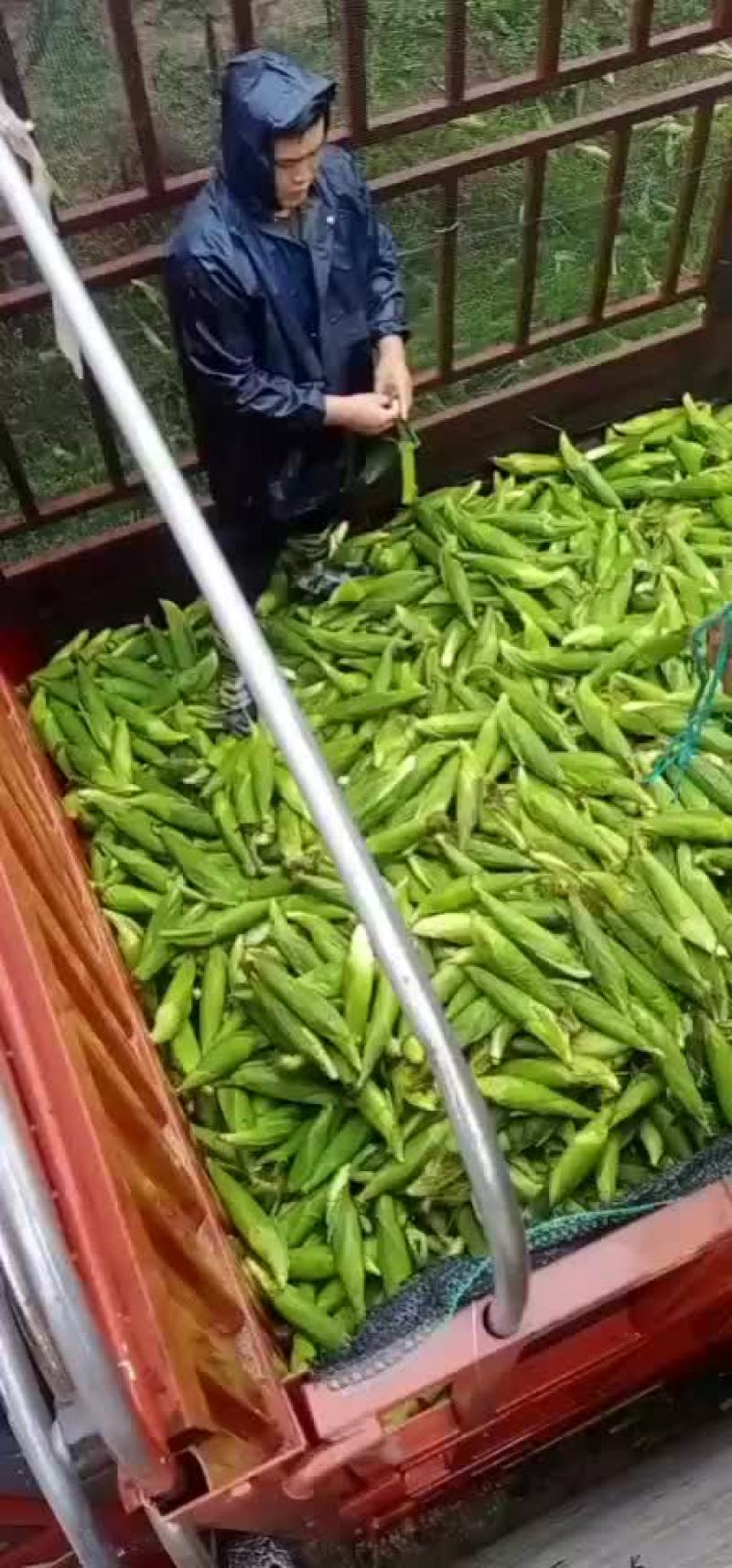 玉米
