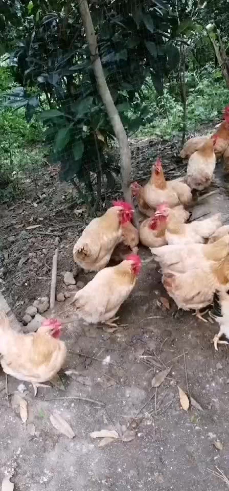三黄鸡