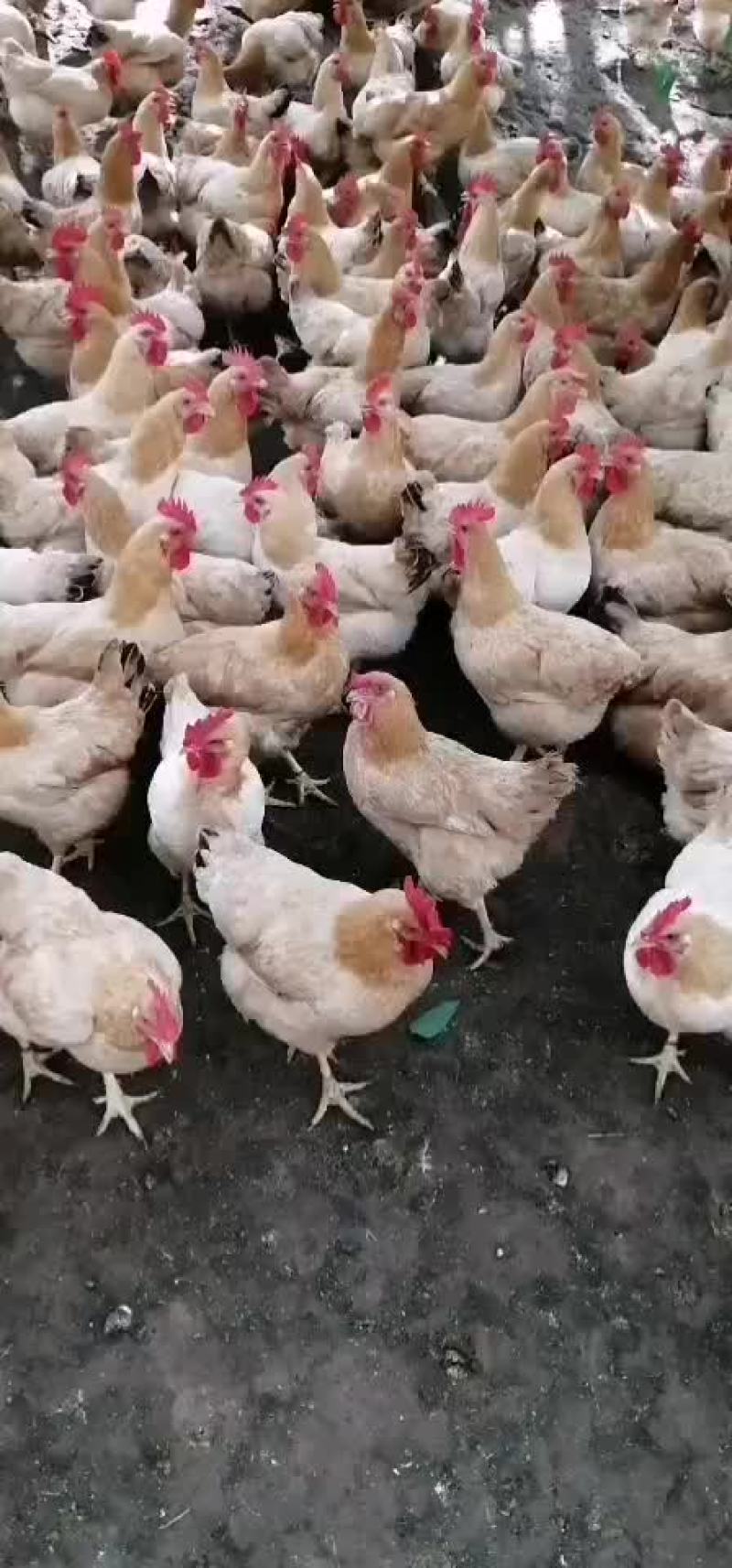 三黄鸡
