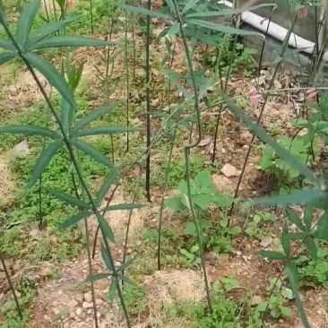 黄精种苗