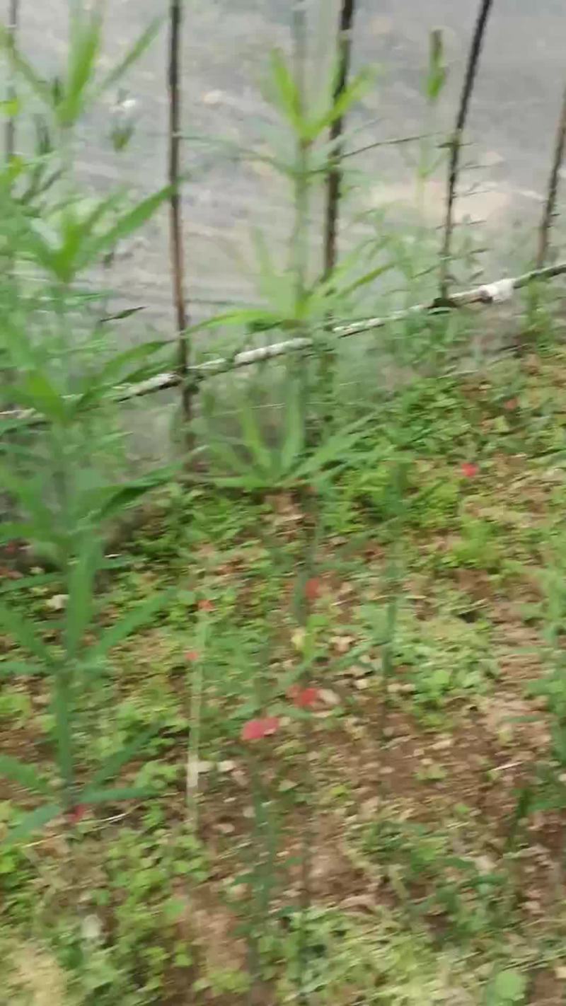 黄精种苗