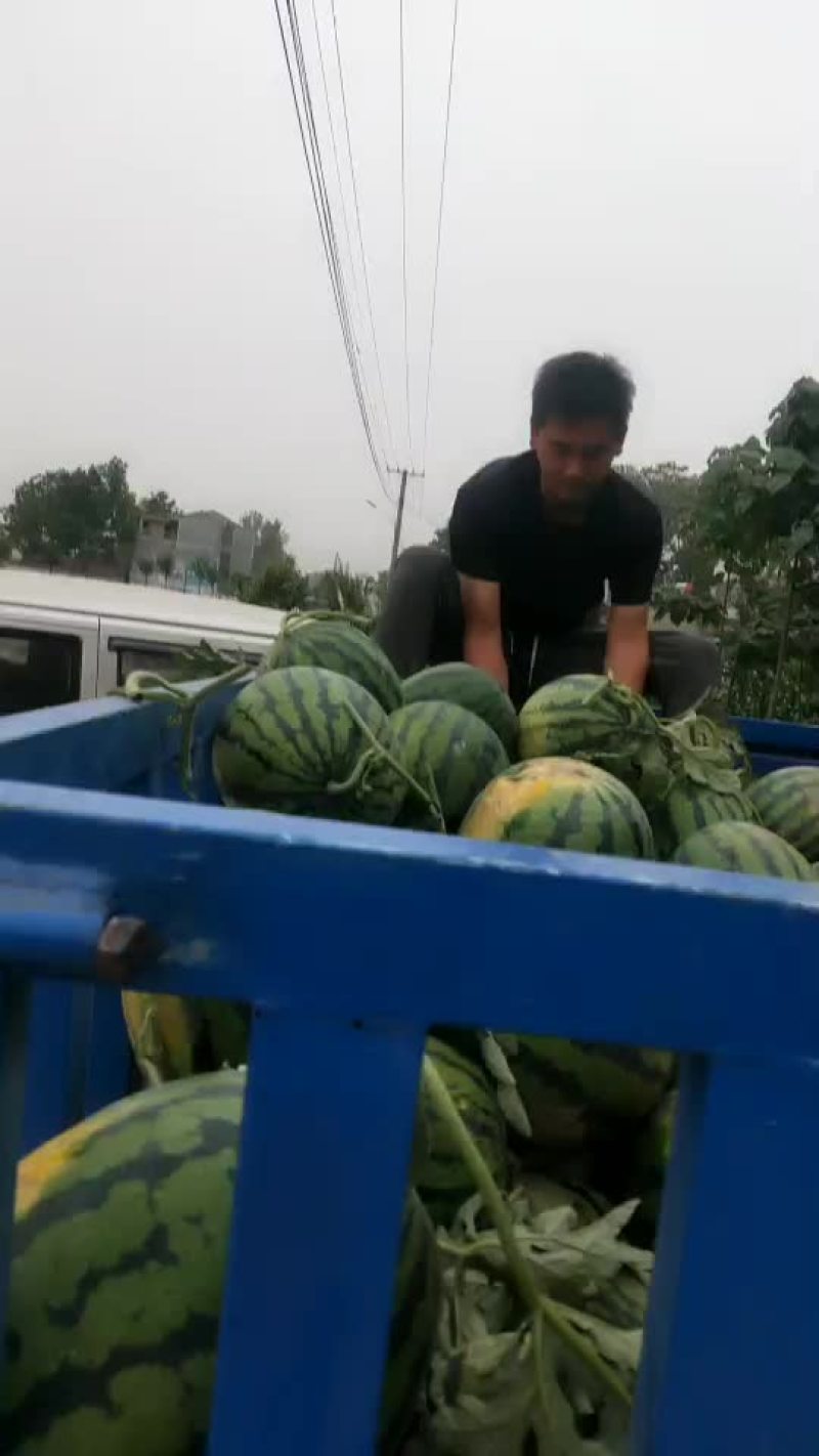 甜王西瓜装车中