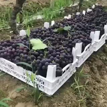 慈溪葡萄大量上市