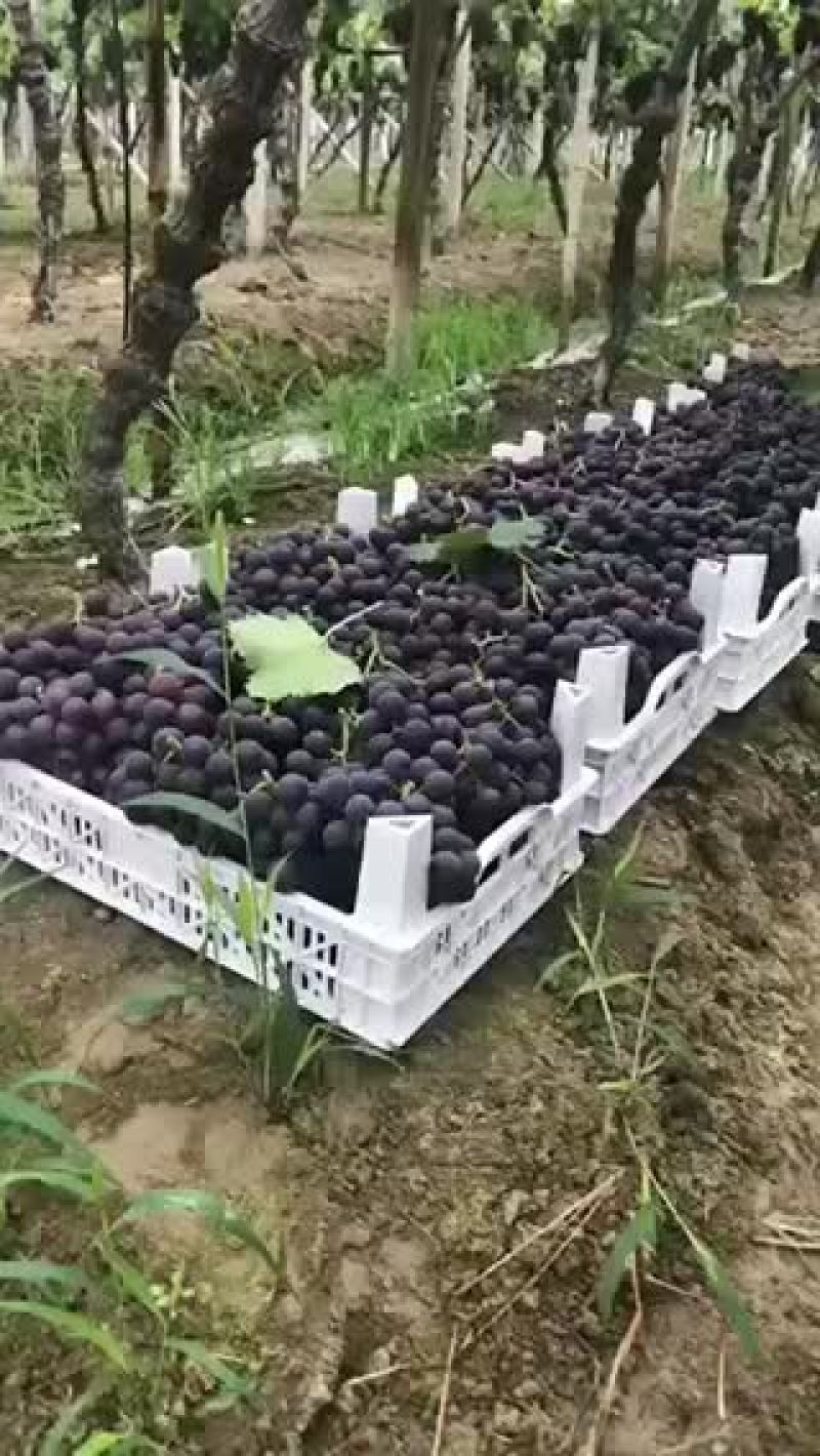 慈溪葡萄大量上市