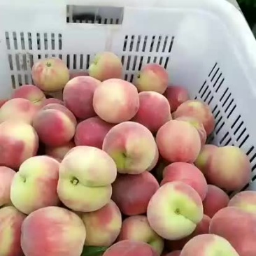 春蜜毛桃