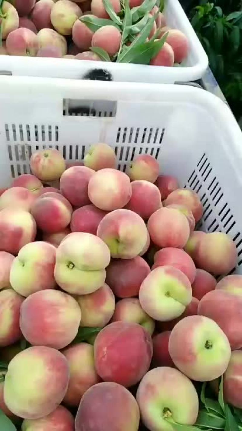 春蜜毛桃