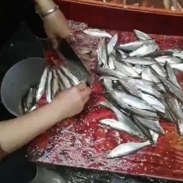 天然小白条