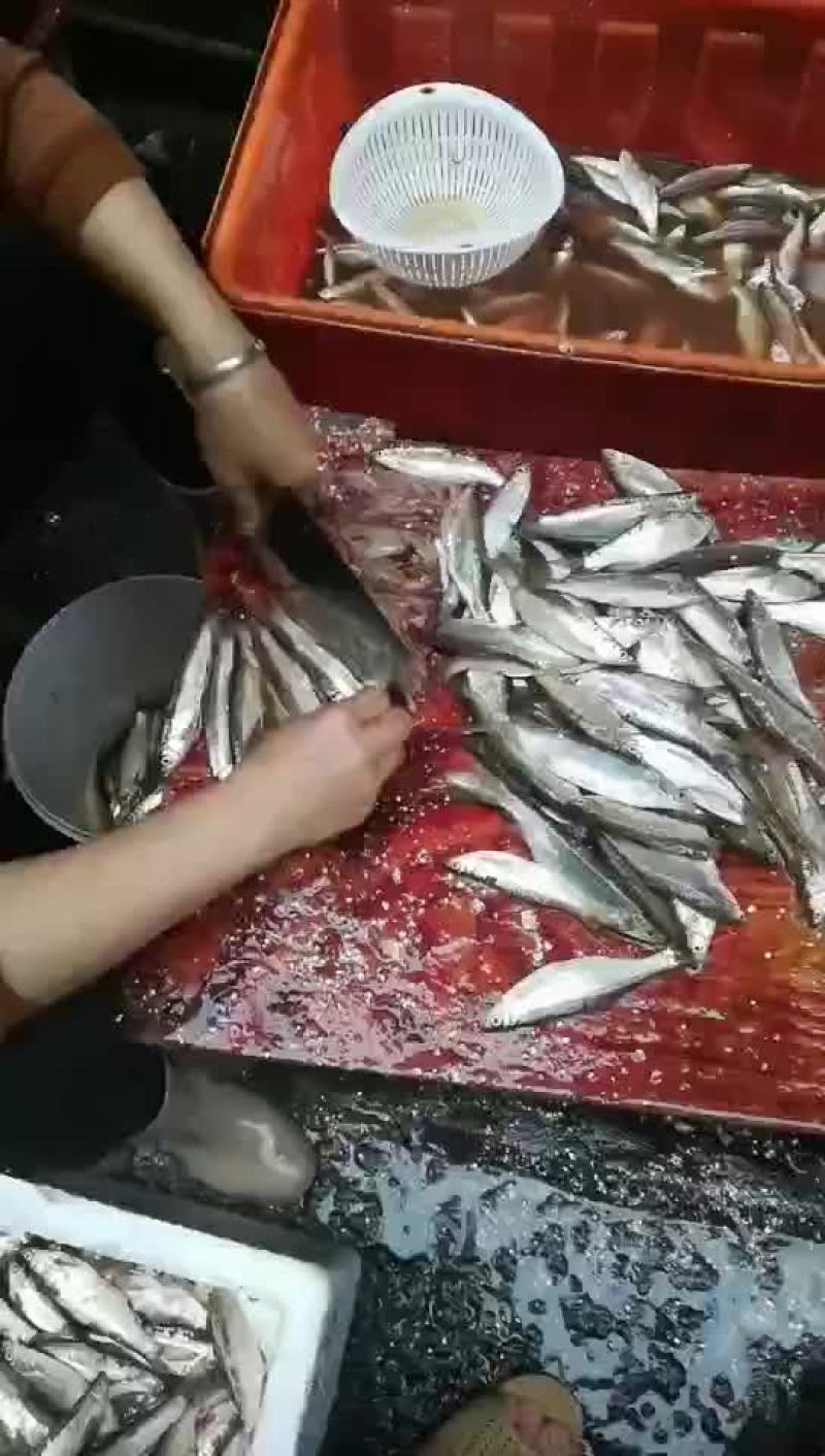 天然小白条