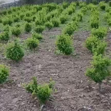金银花树苗，优质苗，当年栽植见效快
