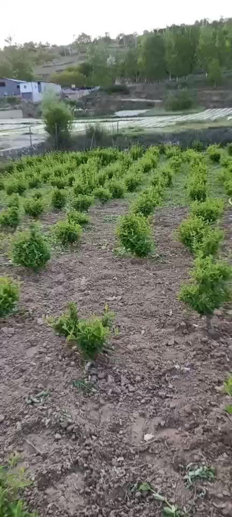 金银花树苗，优质苗，当年栽植见效快