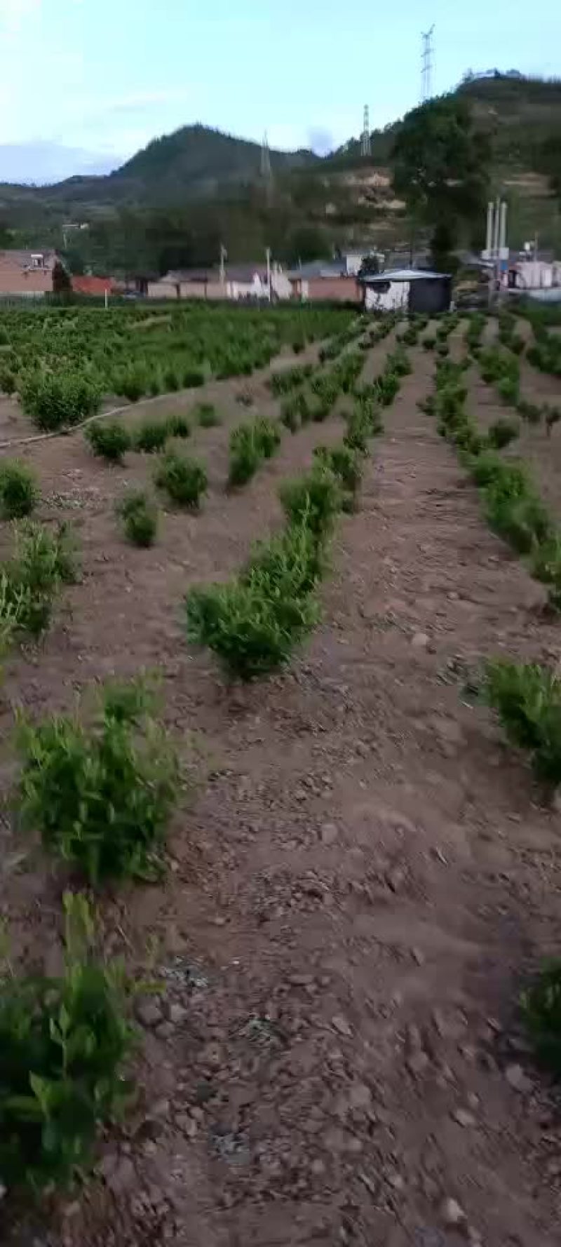 金银花树苗，优质苗，当年栽植见效快