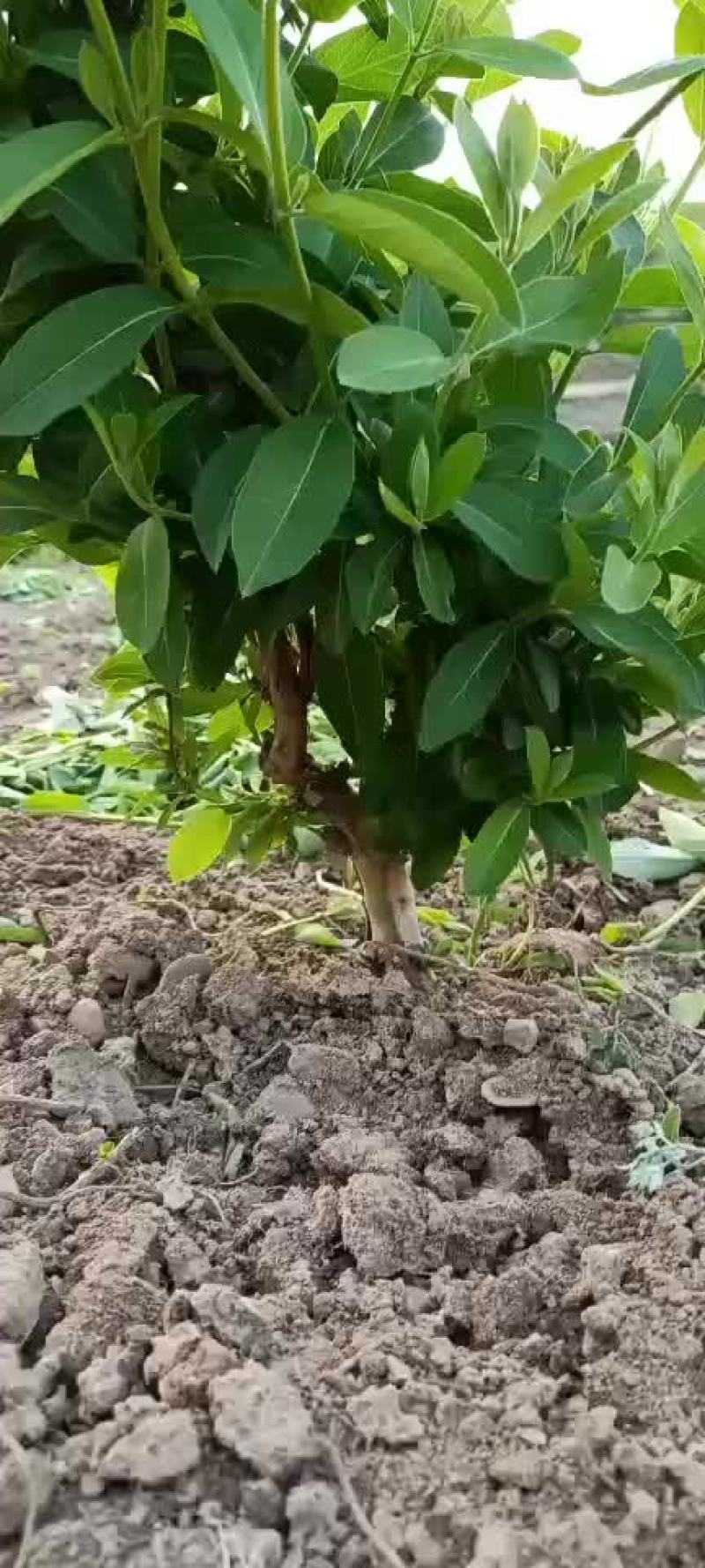 金银花树苗，优质苗，当年栽植见效快