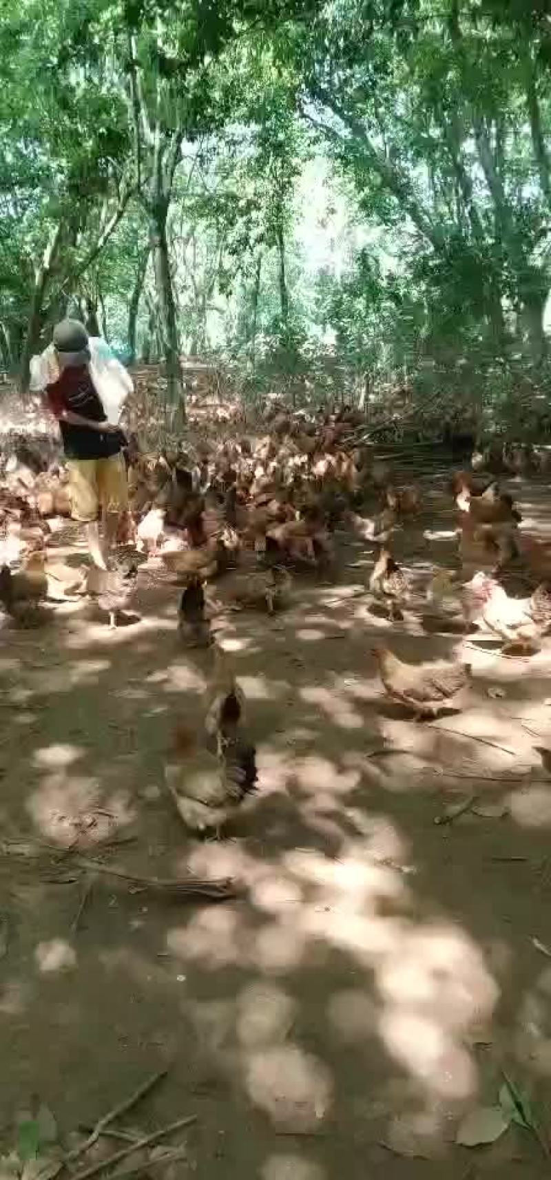 150天散养土鸡