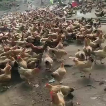 150天散养土鸡