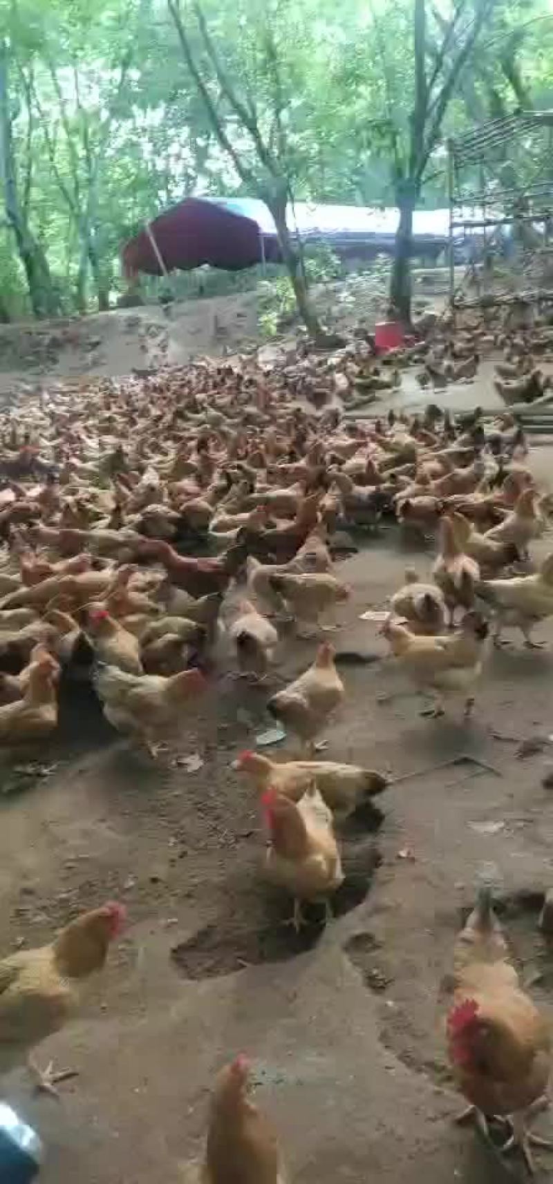 150天散养土鸡