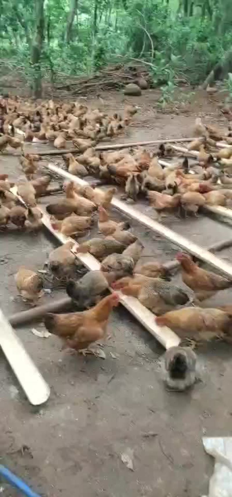 150天散养土鸡