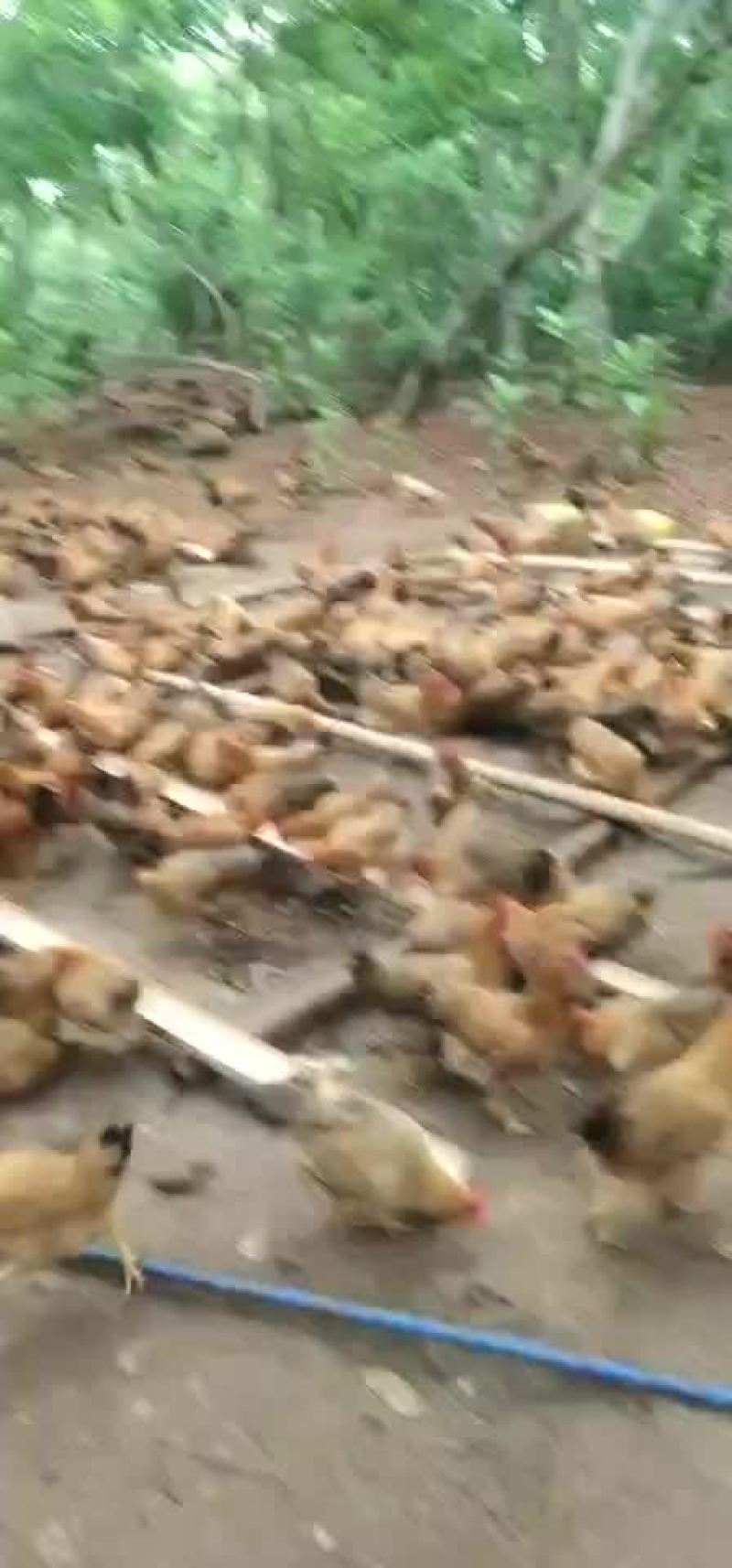 150天散养土鸡