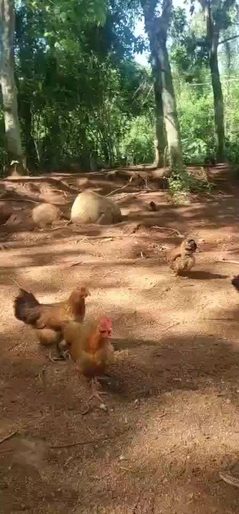 150天散养土鸡