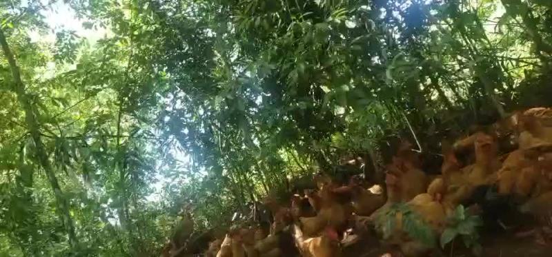 150天散养土鸡