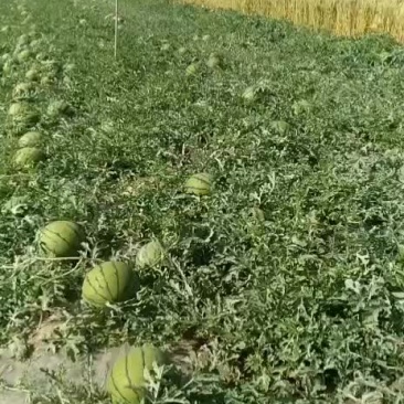 西瓜