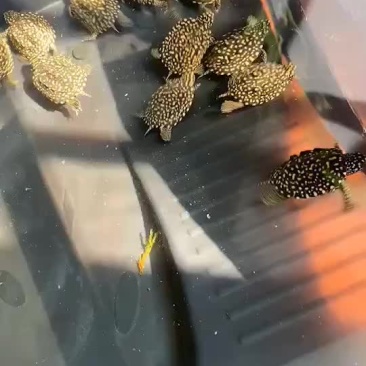 池龟苗