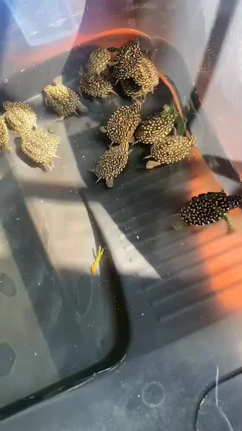 池龟苗