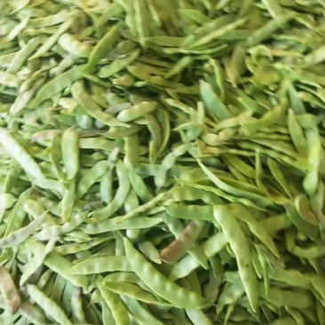 一点红油豆大量上市，质优价廉