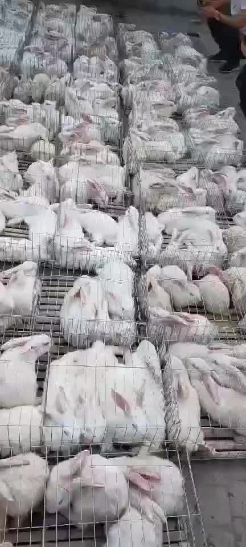 新西兰伊拉黑，适合笼养，散养