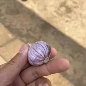 独头蒜