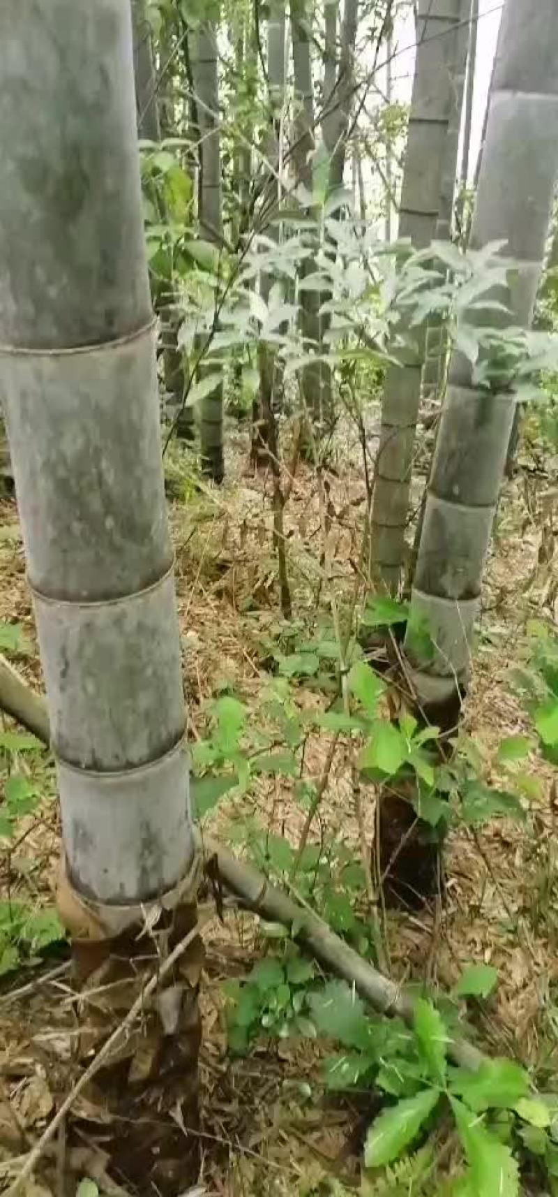 毛竹