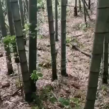 毛竹