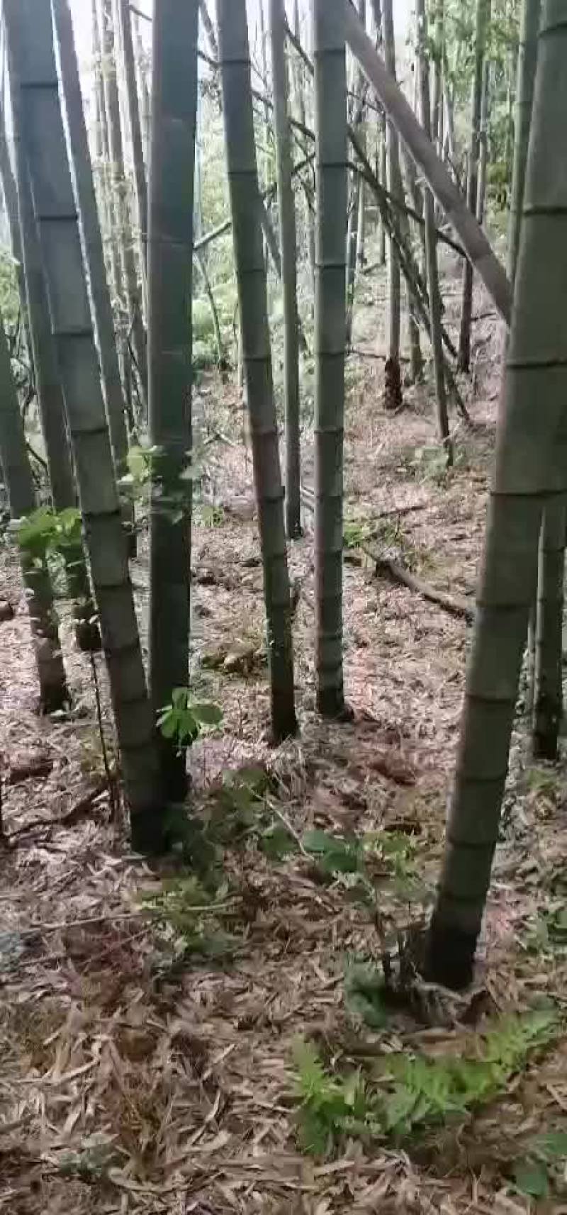 毛竹