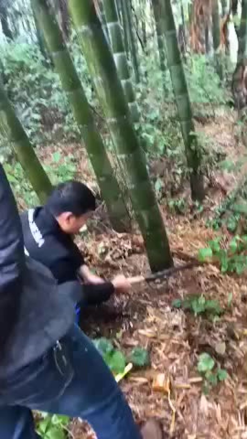 毛竹