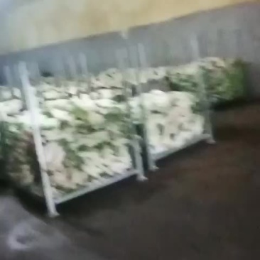蔬菜