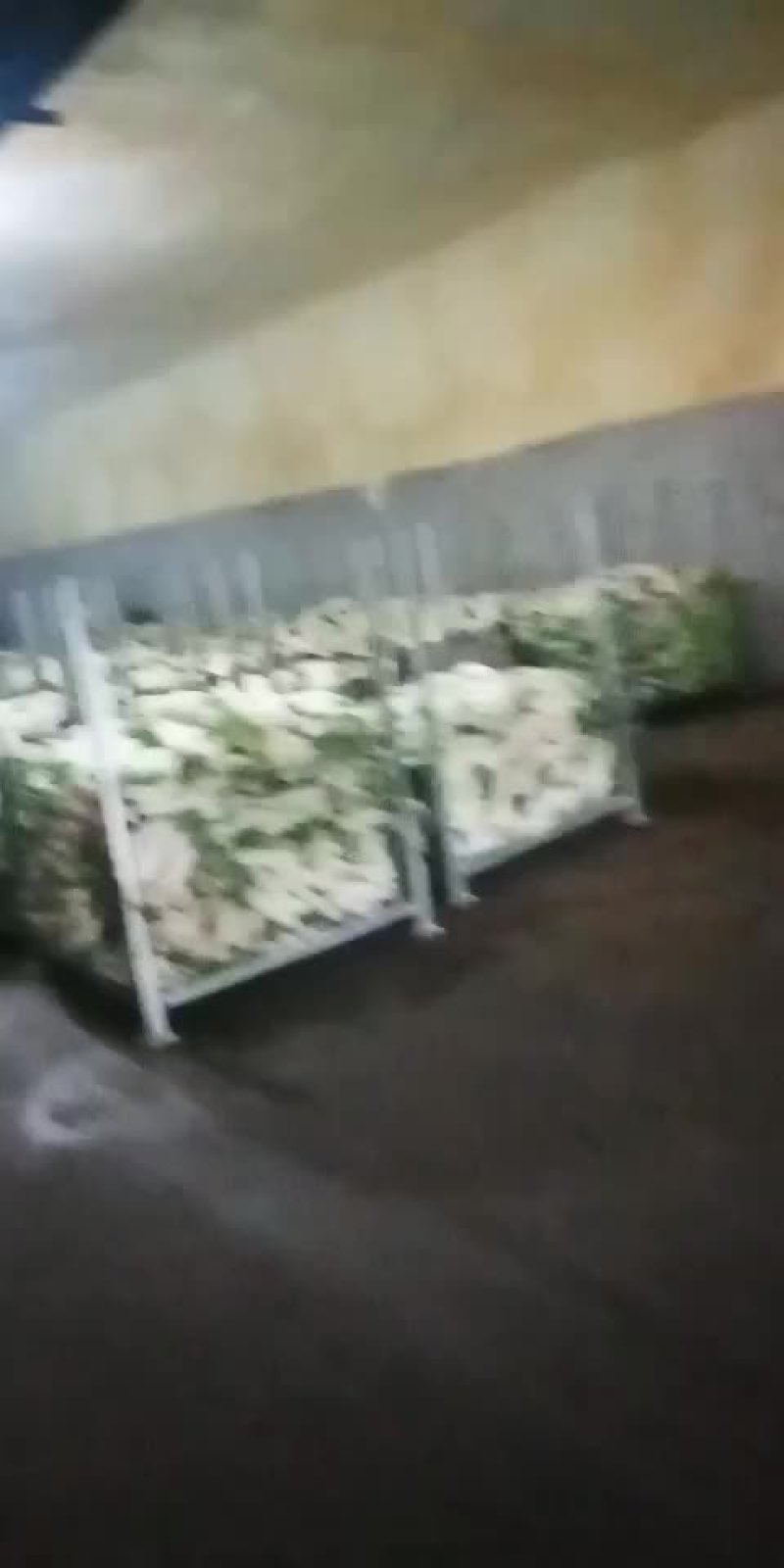 蔬菜