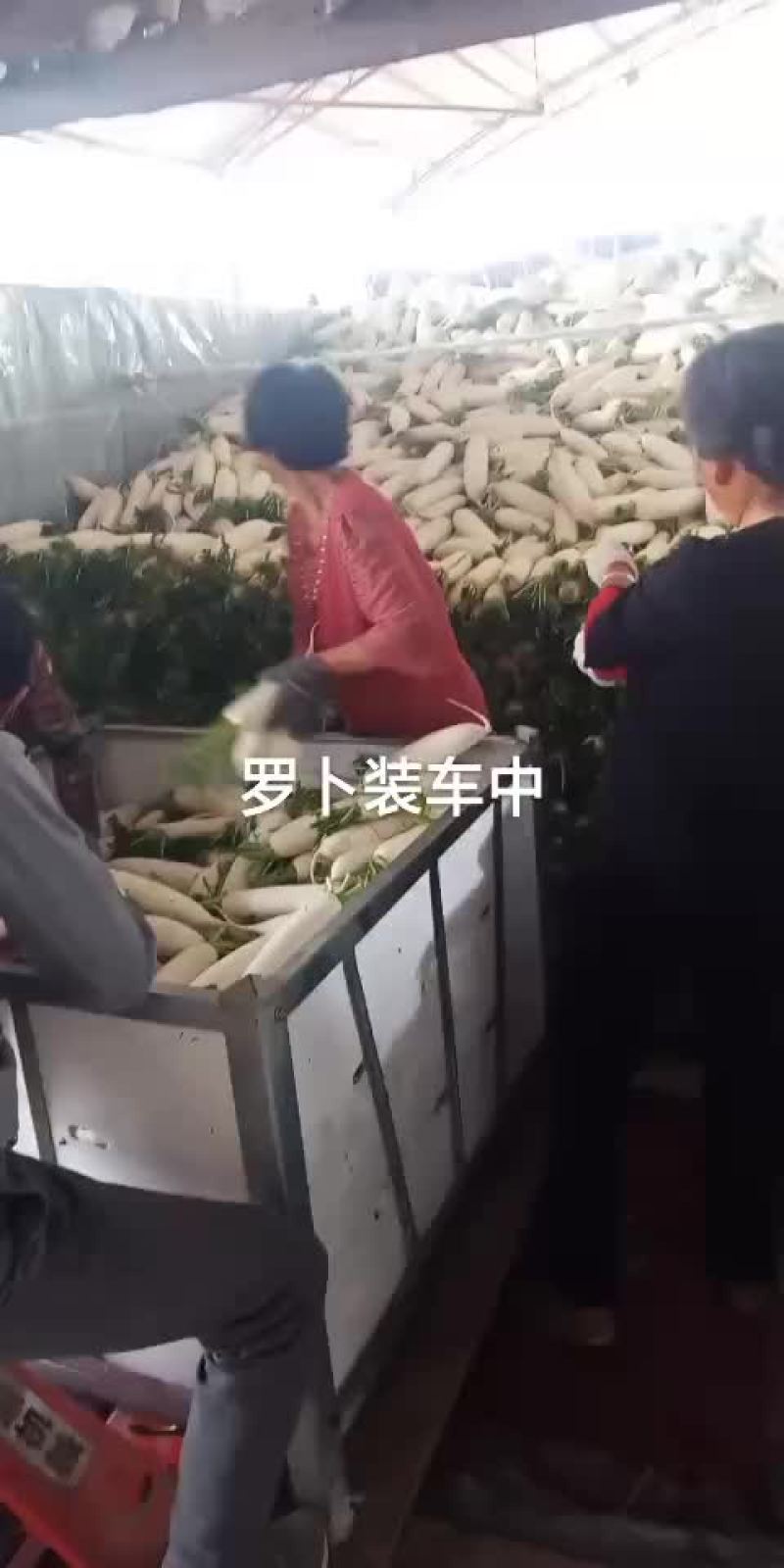 蔬菜
