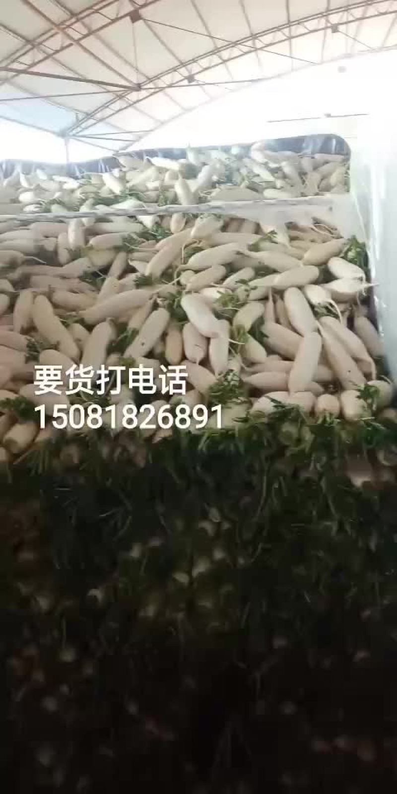 蔬菜