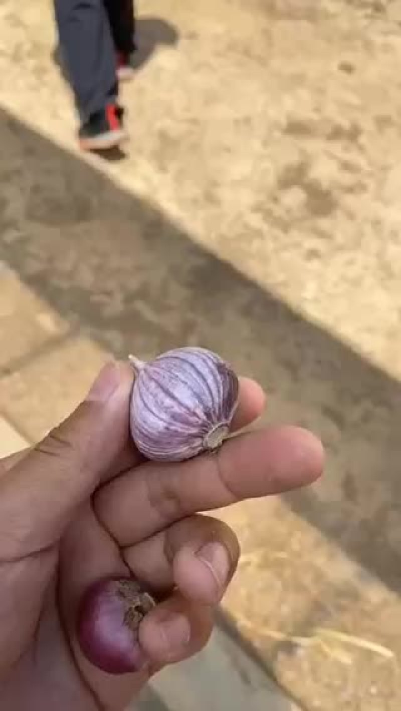 独头蒜