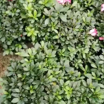 230西码杜鹃盆栽四季开花