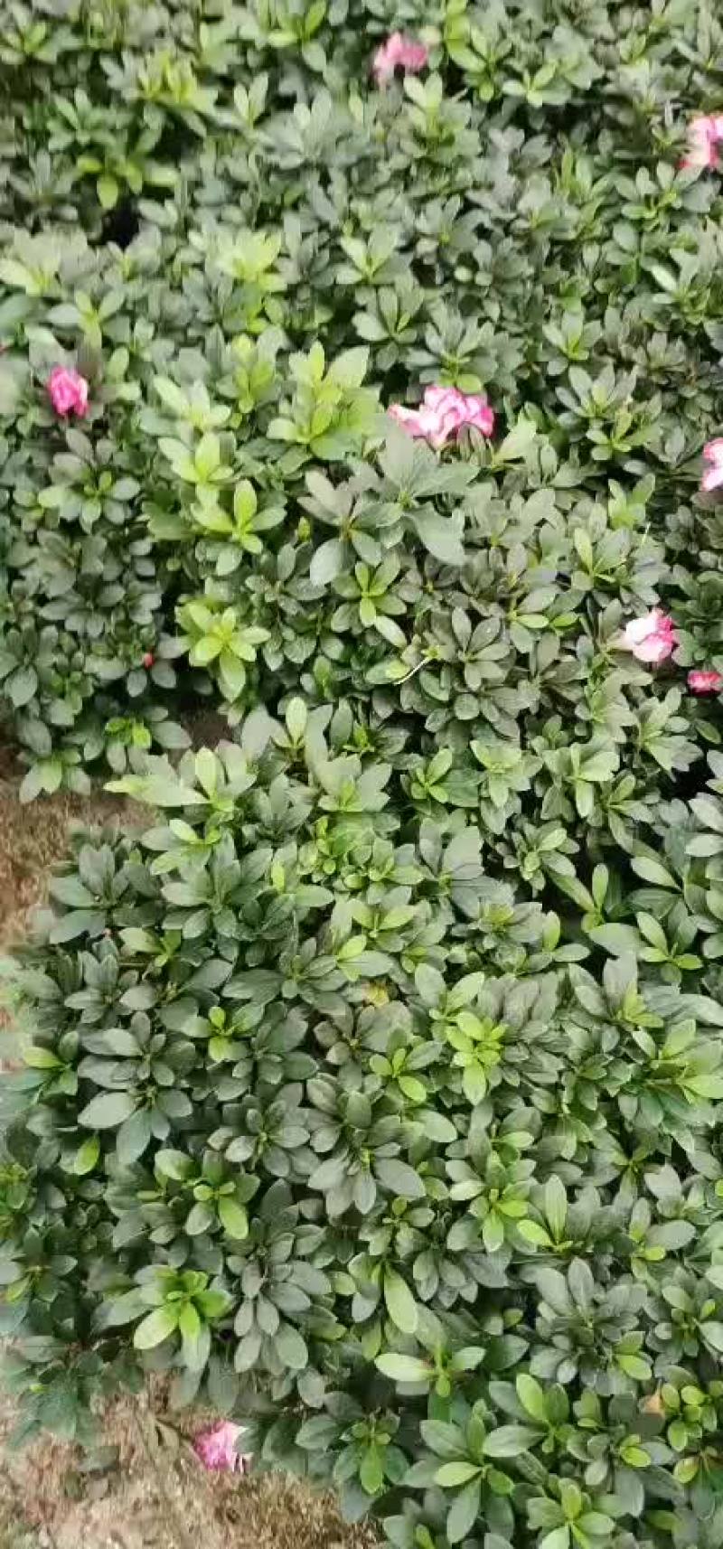 230西码杜鹃盆栽四季开花