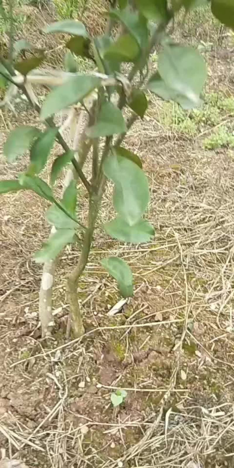 明日见，香橙自生苗，沃柑苗等柑桔苗