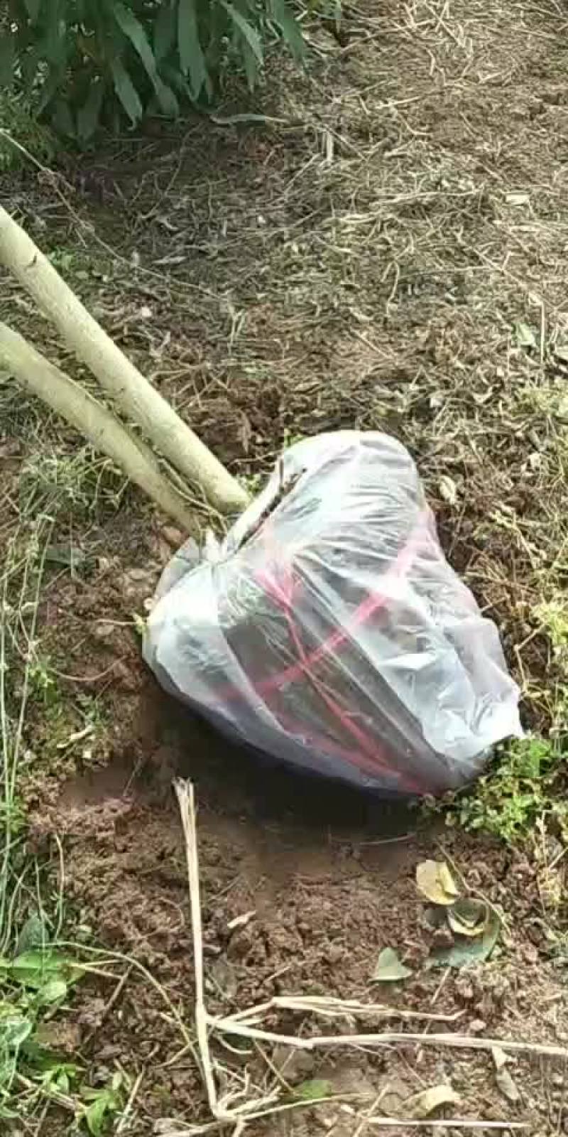 明日见，香橙自生苗，沃柑苗等柑桔苗