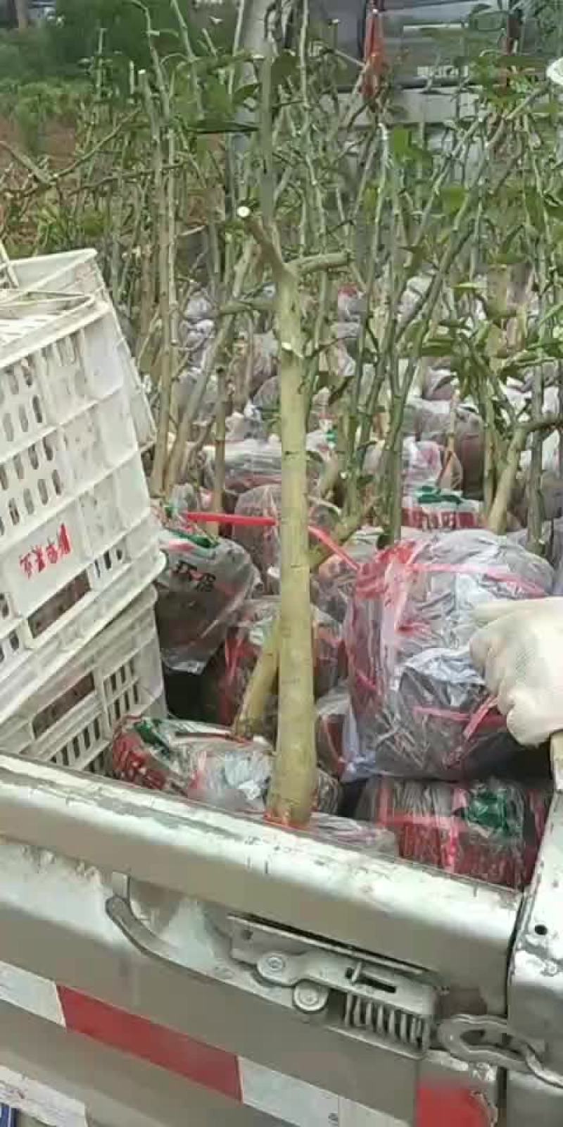 明日见，香橙自生苗，沃柑苗等柑桔苗