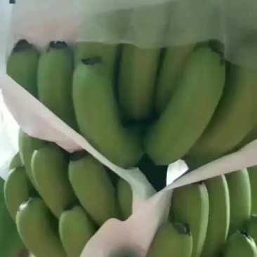 香蕉
