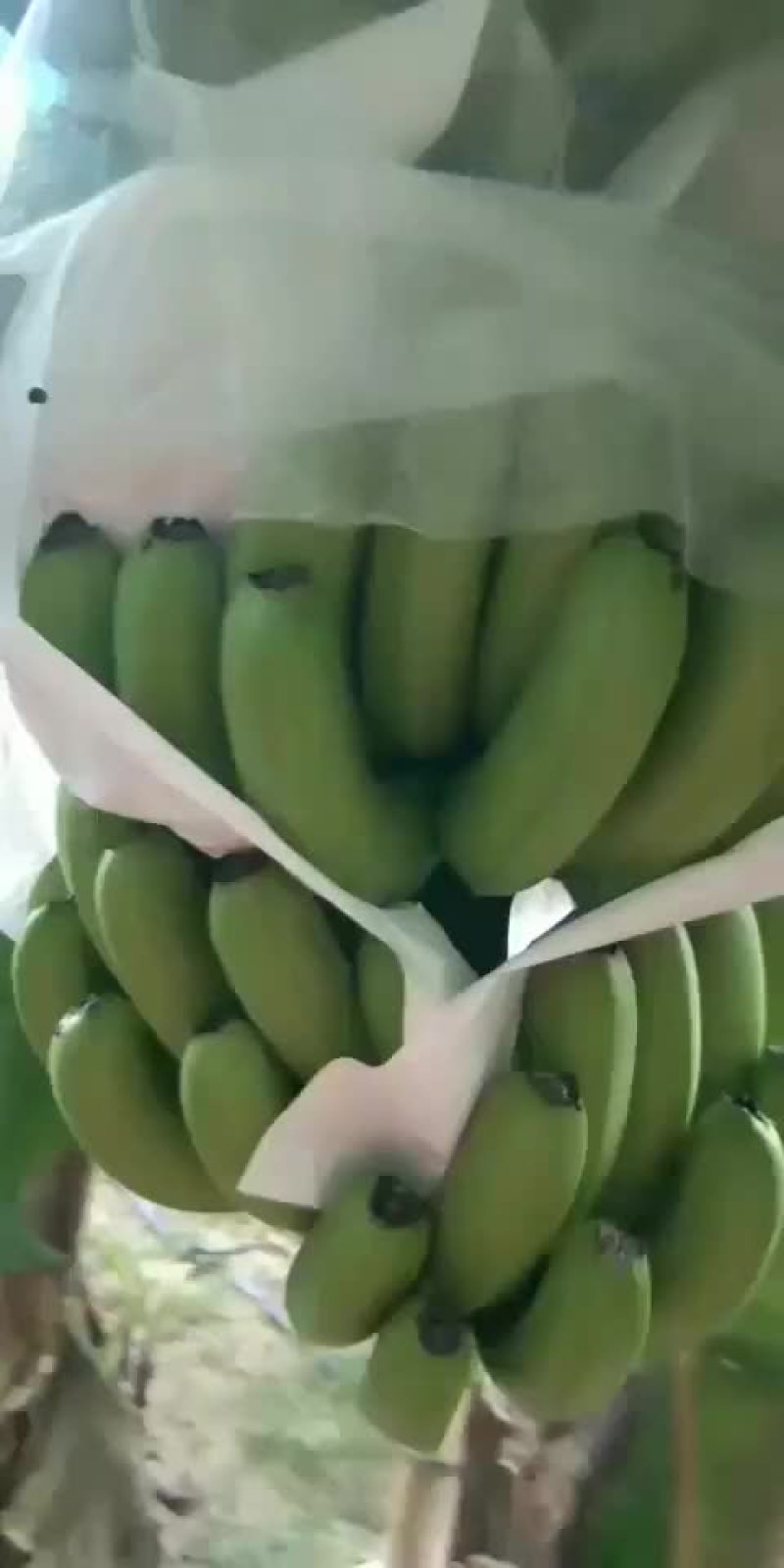 香蕉